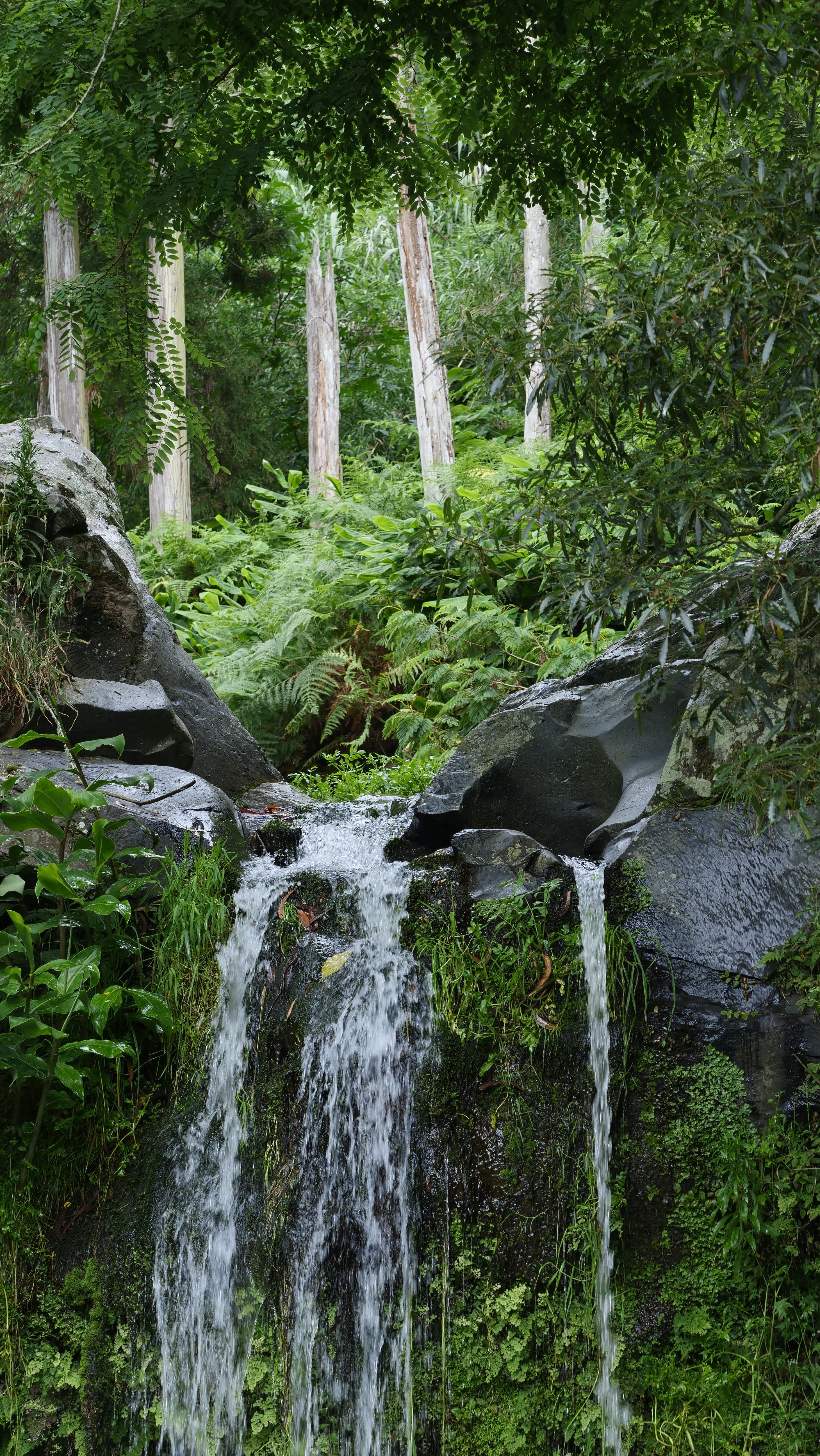 Forest waterfall