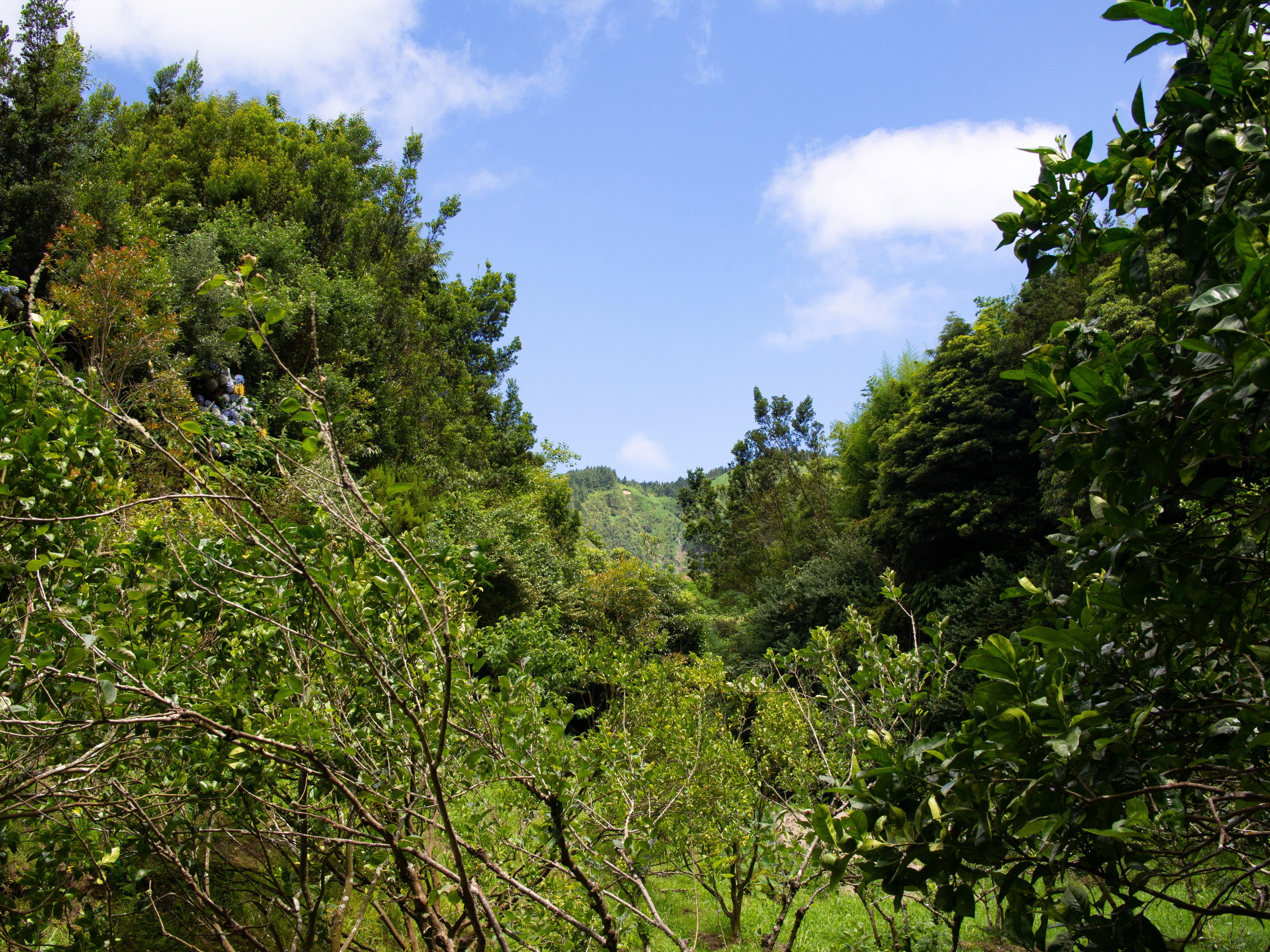 Laughing Orchard