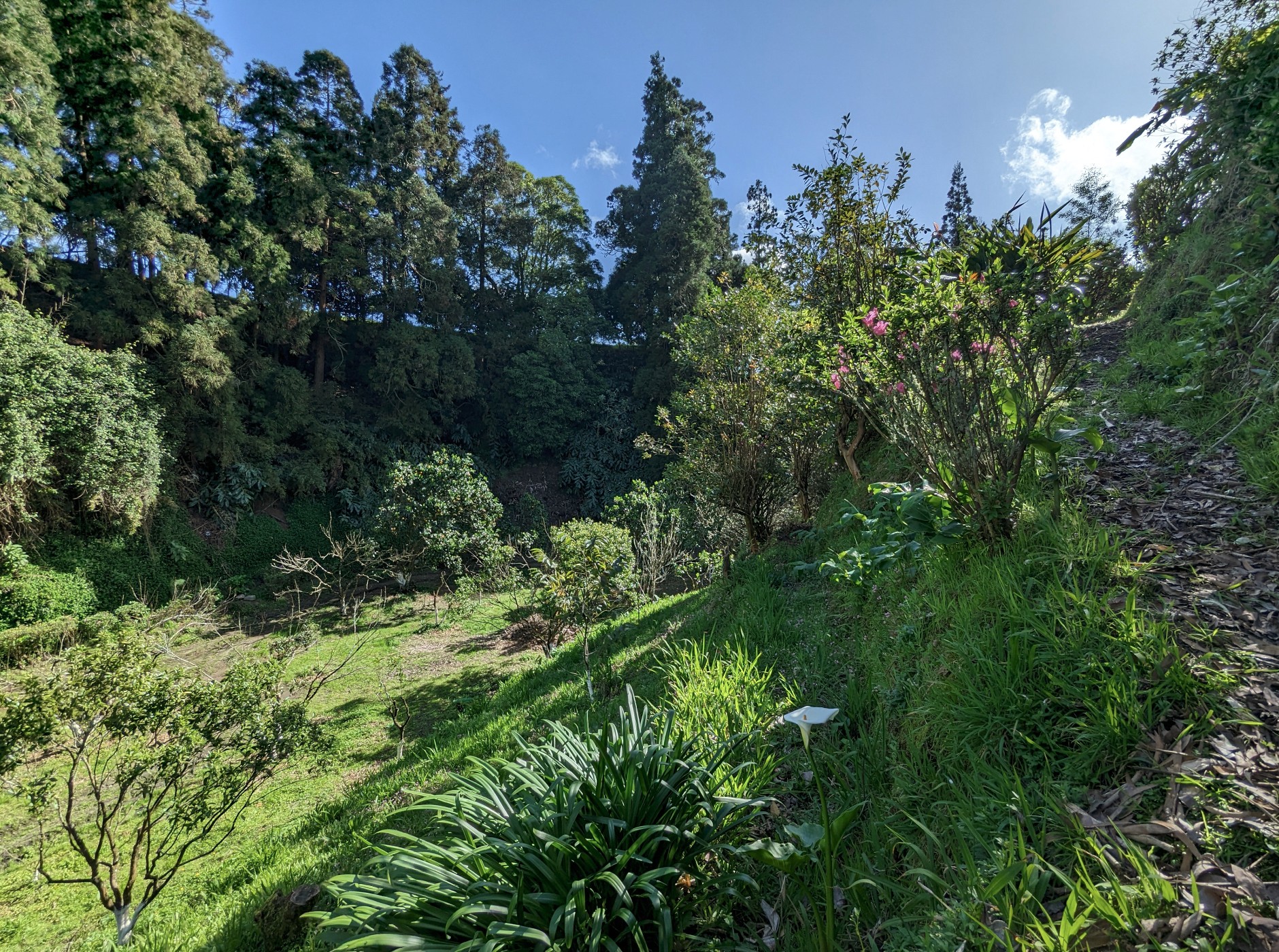 Laughing Orchard garden path