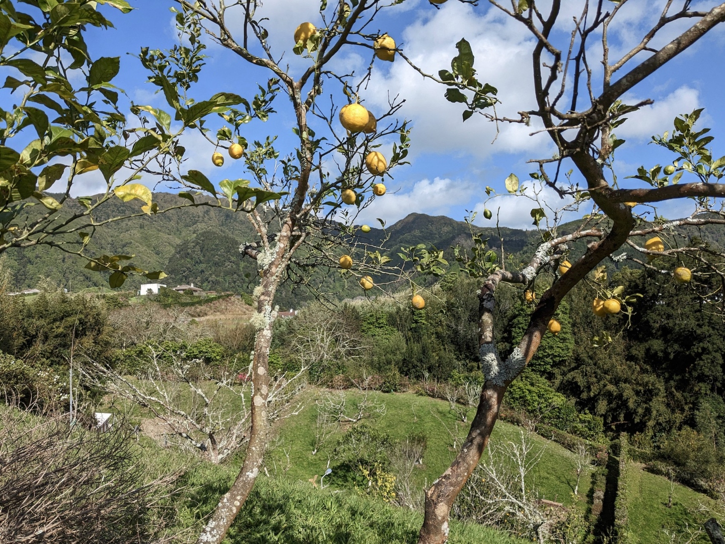 Lemon trees heavy with fruit overlooking the orchard valley